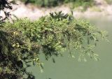 Juniperus deltoides. Ветвь с незрелыми шишкоягодами. Краснодарский край, м/о Новороссийск, окр. с. Сукко, берег оз. Сукко. 10.06.2019.