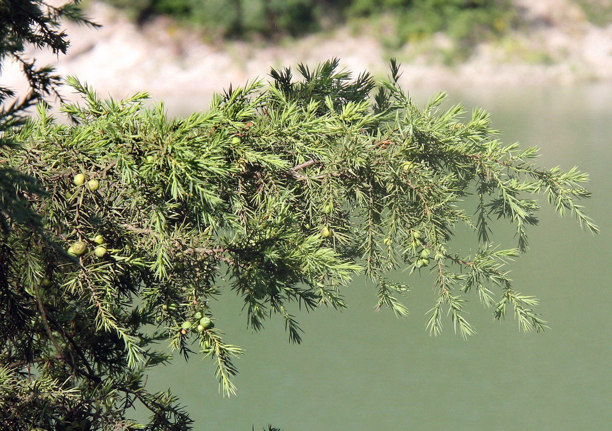 Image of Juniperus deltoides specimen.