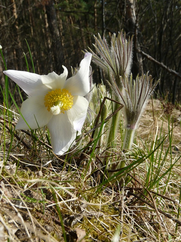 Изображение особи Pulsatilla orientali-sibirica.