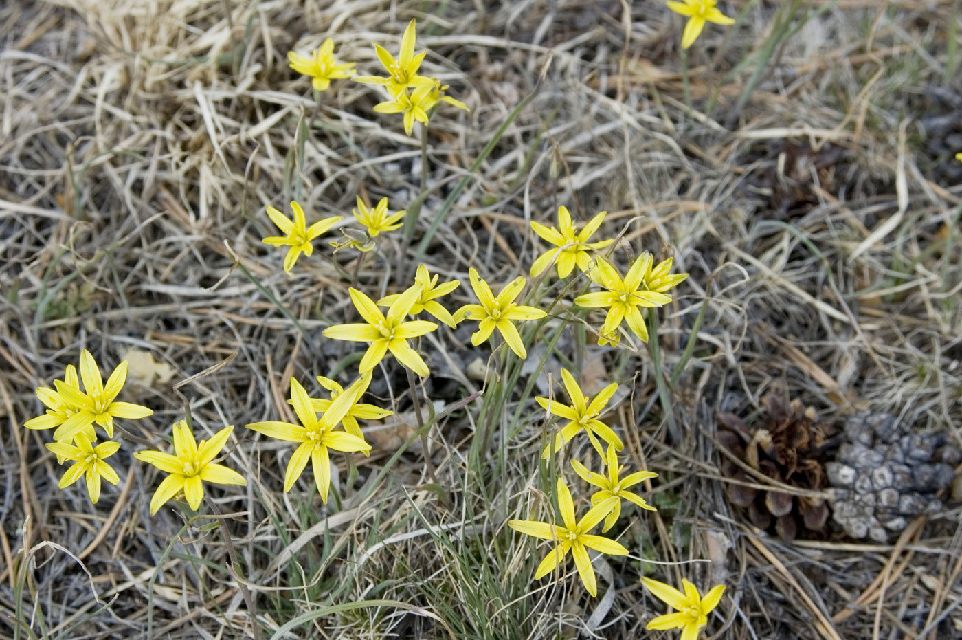 Image of Gagea pauciflora specimen.