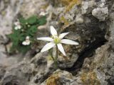 Ornithogalum gussonei. Цветок. Греция, о. Родос, окр. монастыря Панагия Цамбика, в скальной расщелине. 5 мая 2011 г.