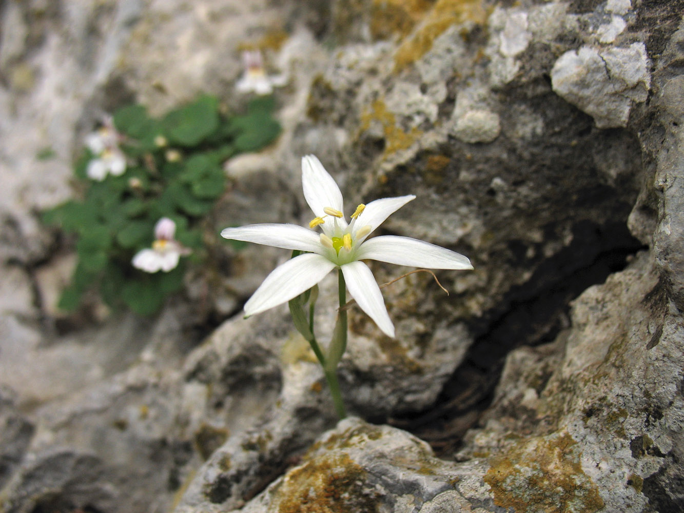 Изображение особи Ornithogalum gussonei.