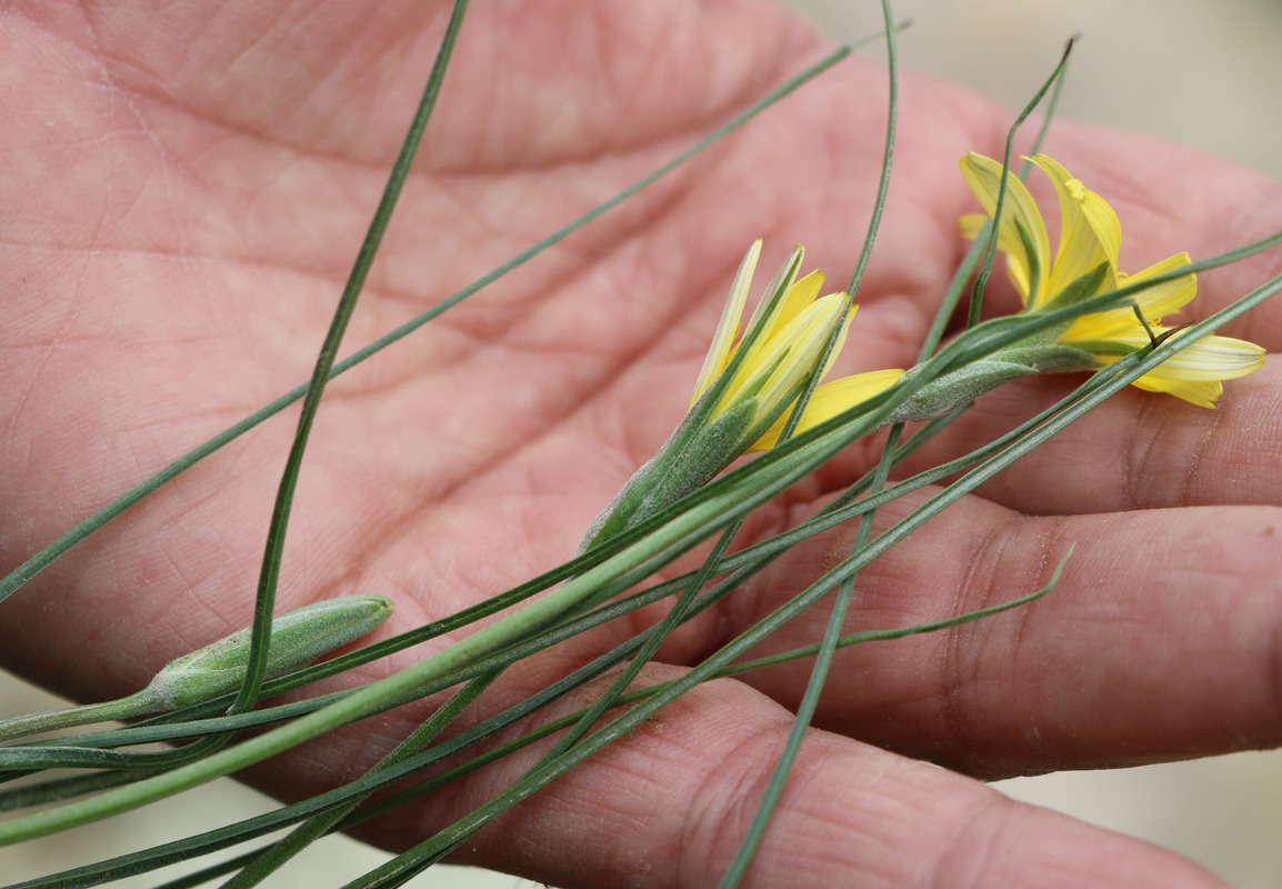 Image of genus Scorzonera specimen.