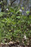 Asperula caucasica