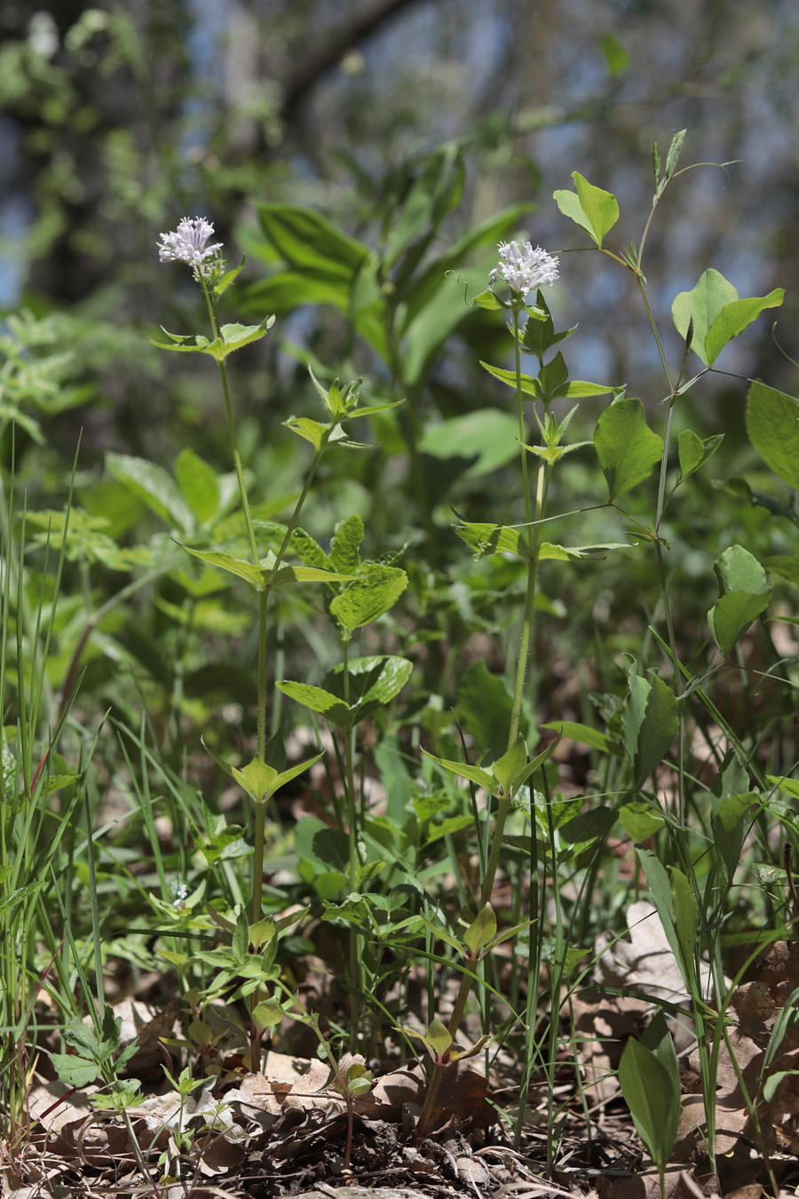 Image of Asperula caucasica specimen.