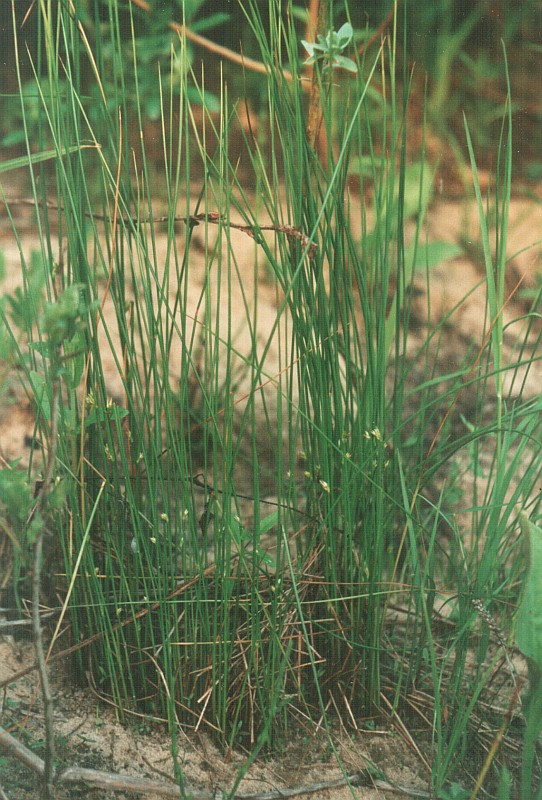 Изображение особи Juncus filiformis.