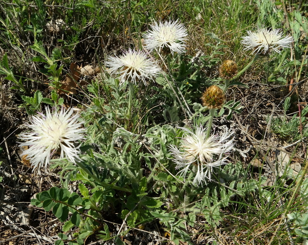 Изображение особи Psephellus declinatus var. albus.