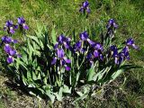 Iris nyaradyana