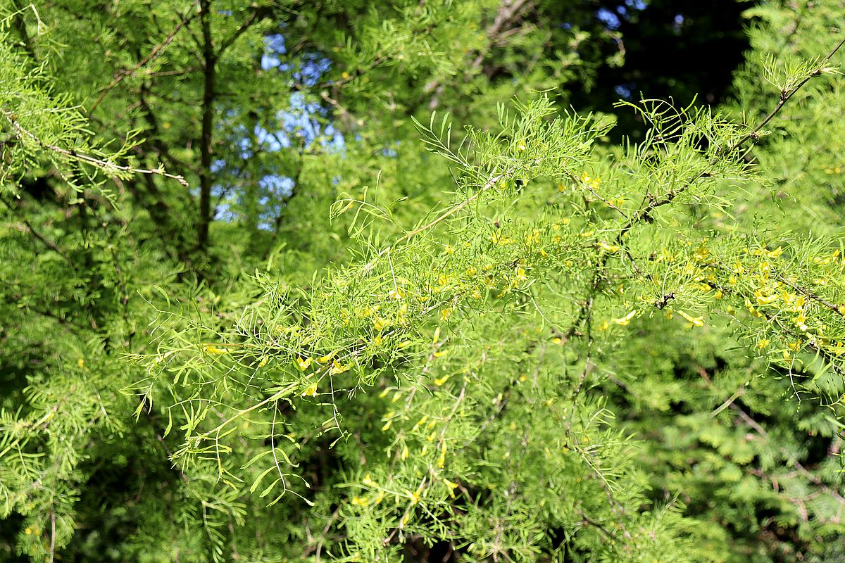 Image of Caragana arborescens specimen.