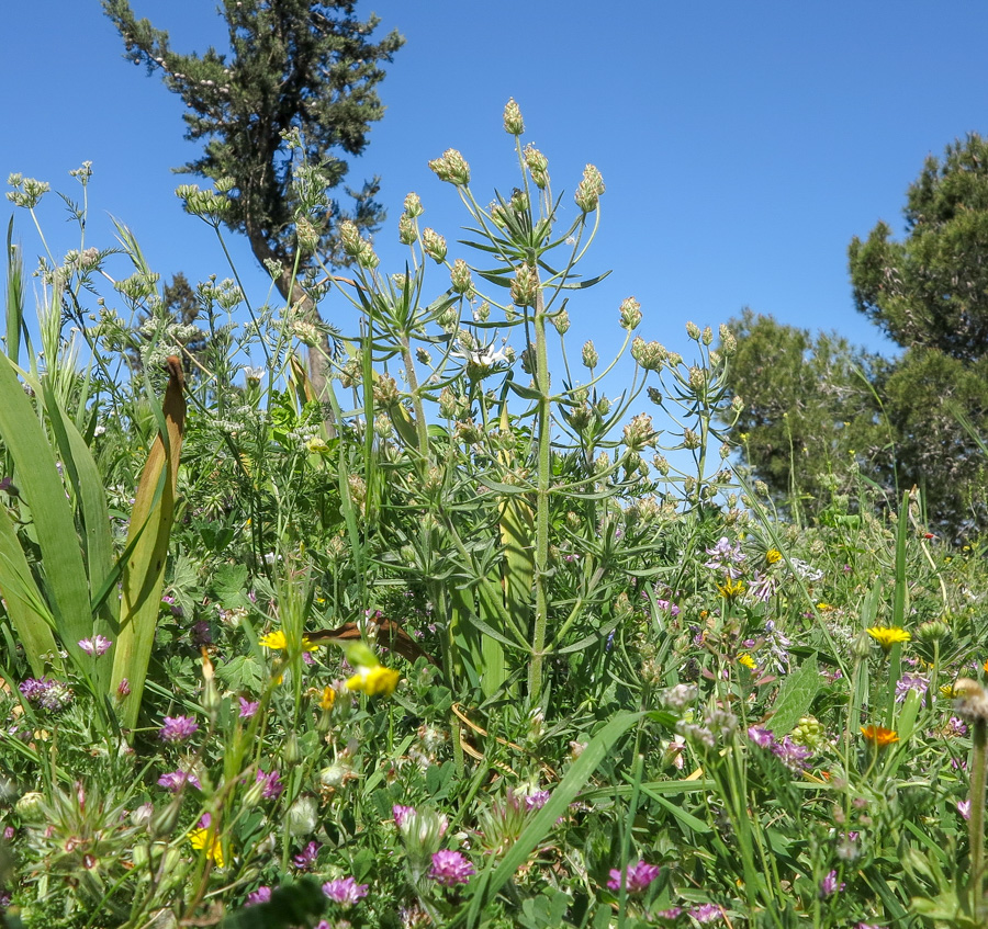 Image of Plantago afra specimen.