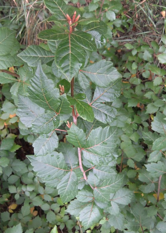 Изображение особи Rhus trilobata.