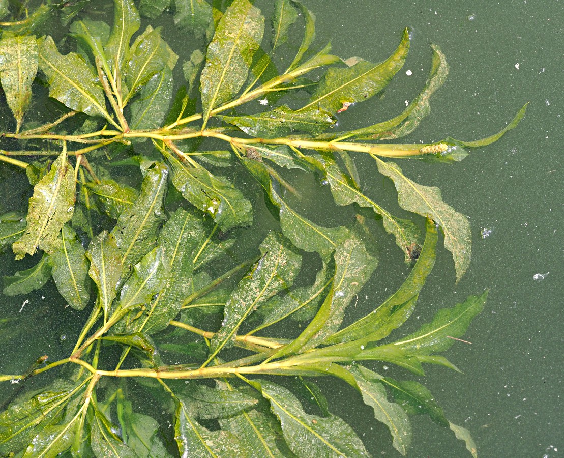 Image of Potamogeton lucens specimen.