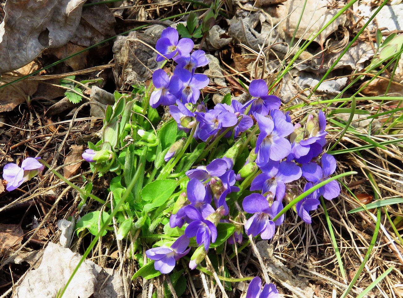 Image of Viola hirta specimen.