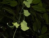 Aristolochia gigantea