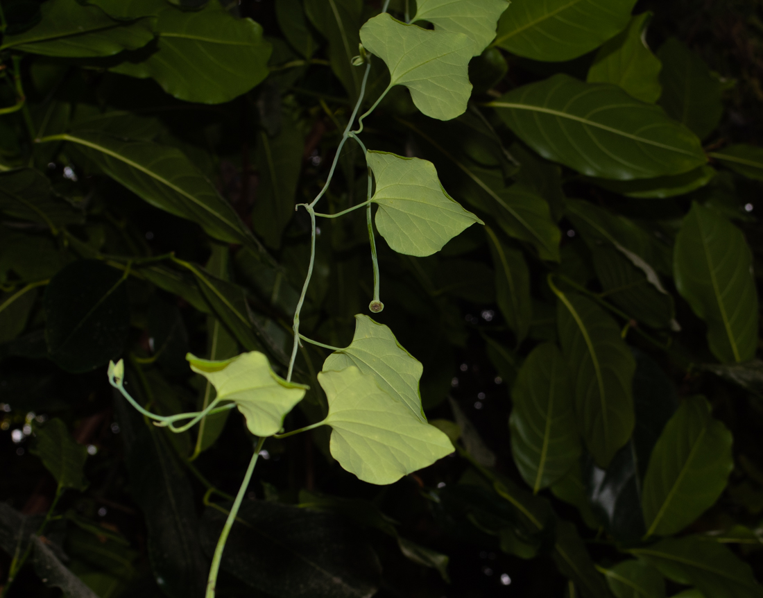 Image of Aristolochia gigantea specimen.