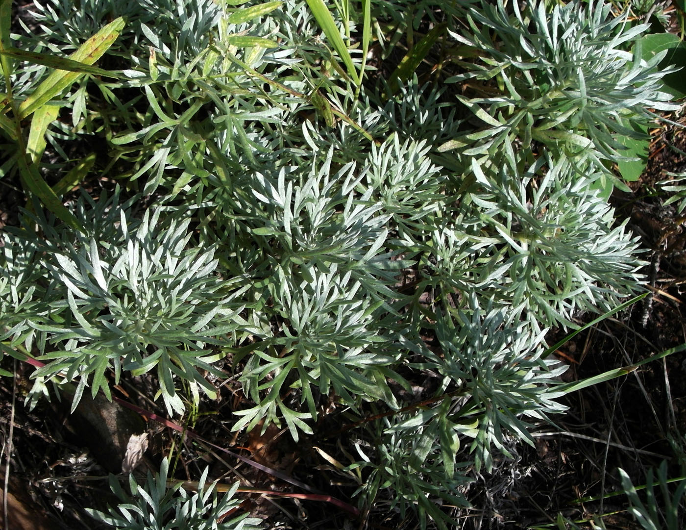 Изображение особи Artemisia sericea.