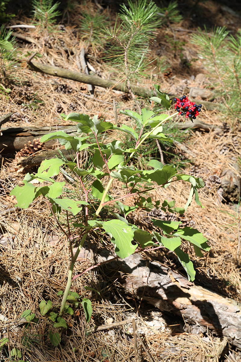 Image of Paeonia daurica specimen.