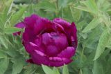 Paeonia suffruticosa