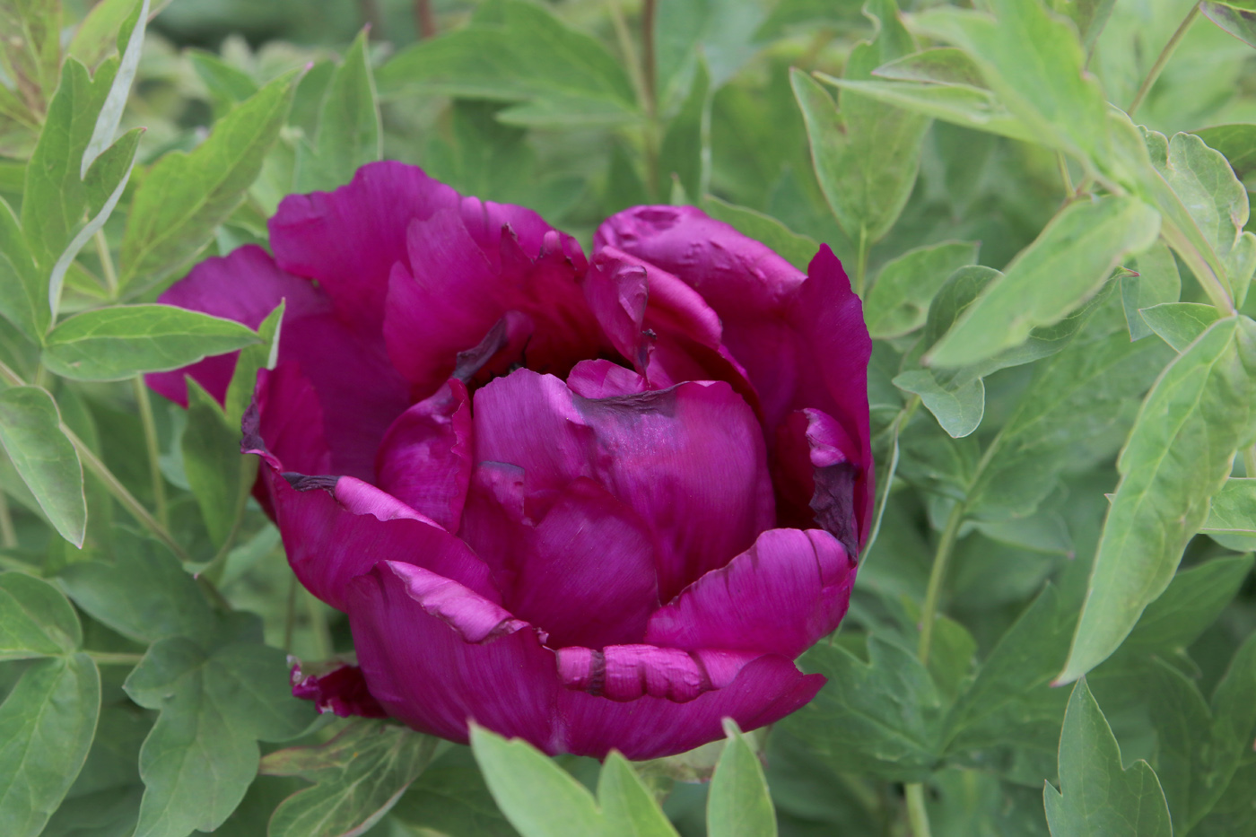 Image of Paeonia suffruticosa specimen.