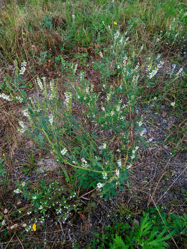 Изображение особи Melilotus albus.