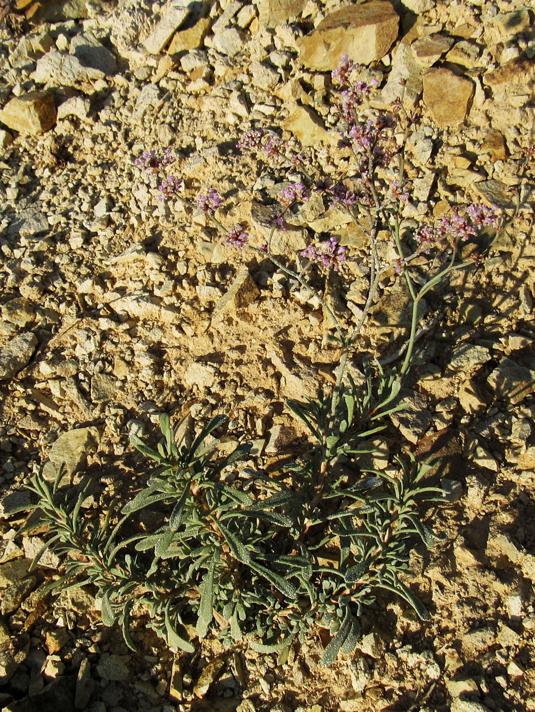 Image of Limonium suffruticosum specimen.