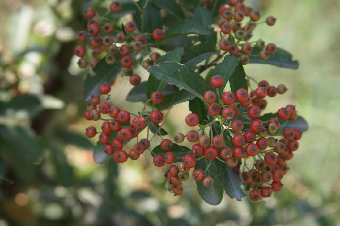 Image of Pyracantha crenulata specimen.