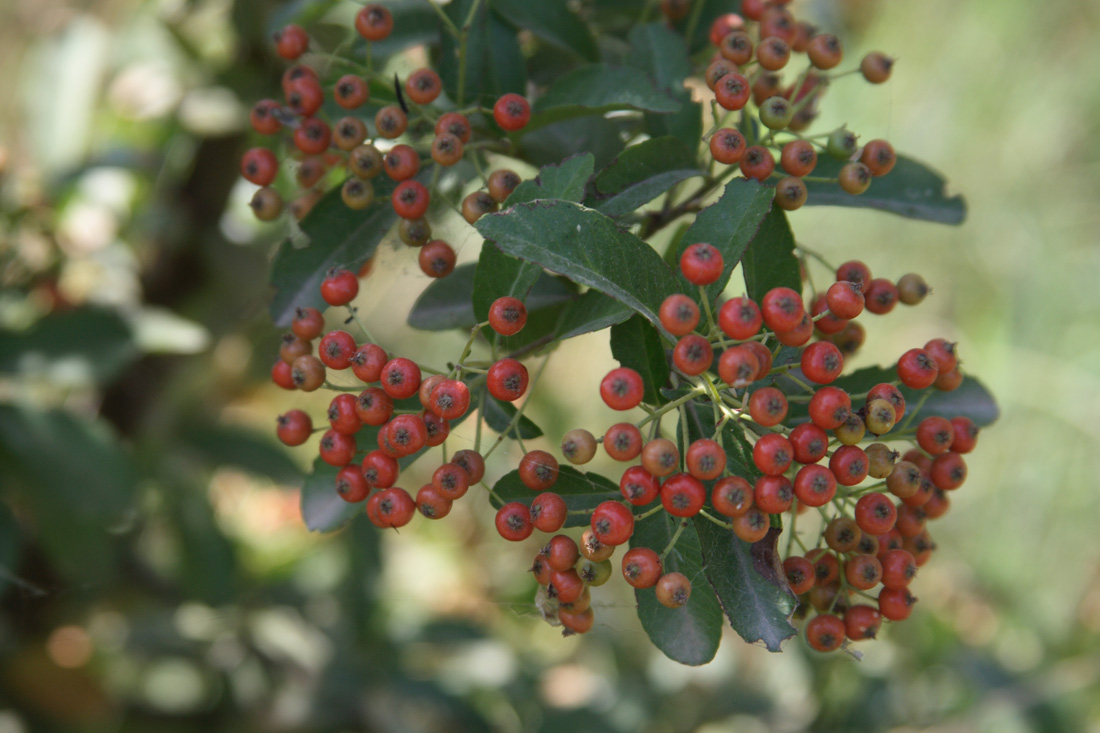 Изображение особи Pyracantha crenulata.