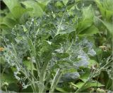 Brassica разновидность botrytis