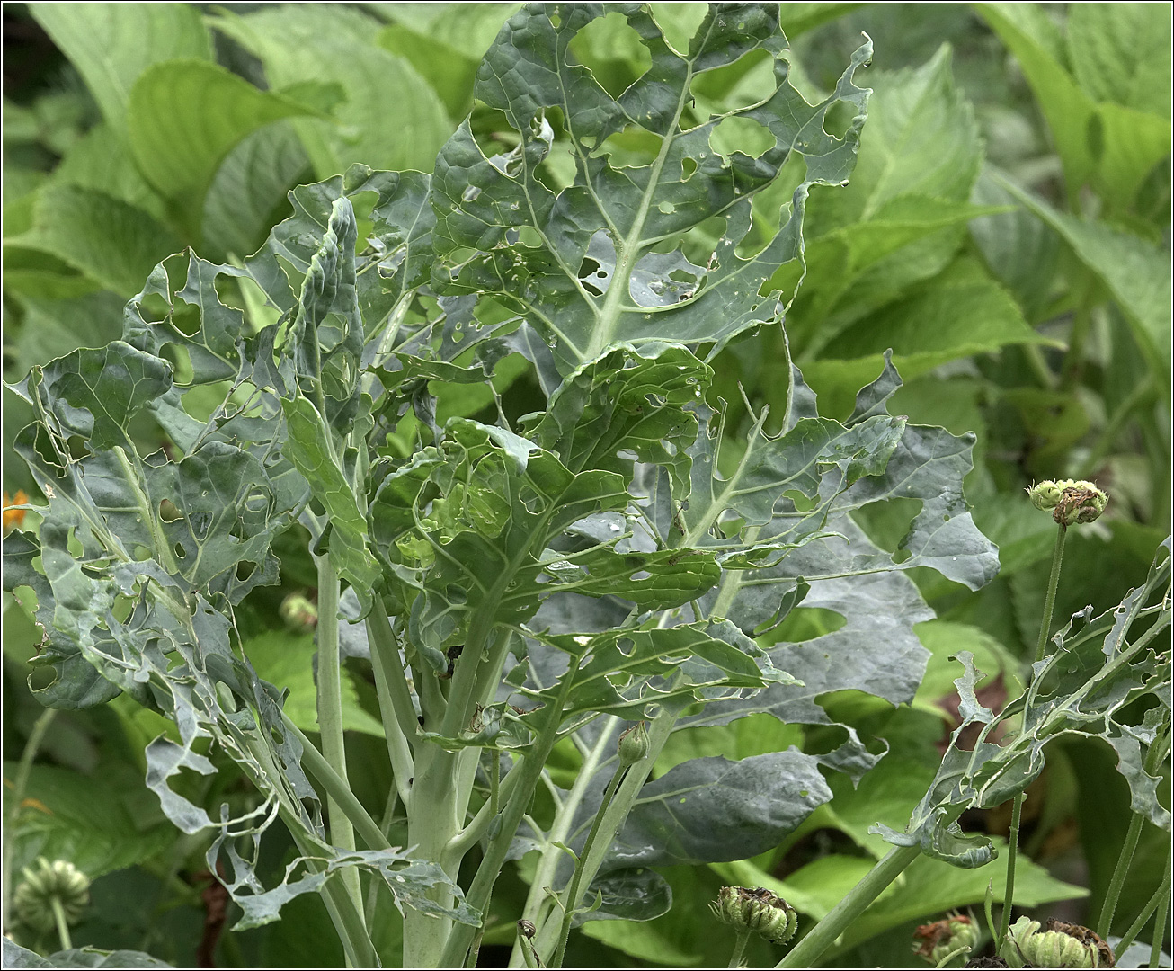 Изображение особи Brassica oleracea var. botrytis.