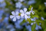 Plumbago auriculata