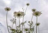 Daucus carota. Верхушки цветущих растений. Израиль, лес Бен-Шемен. 20.04.2019.