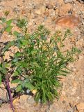 Achillea alpina. Расцветающее растение. Приморье, окр. г. Находка, залив Восток, каменистый пляж. 27.07.2021.