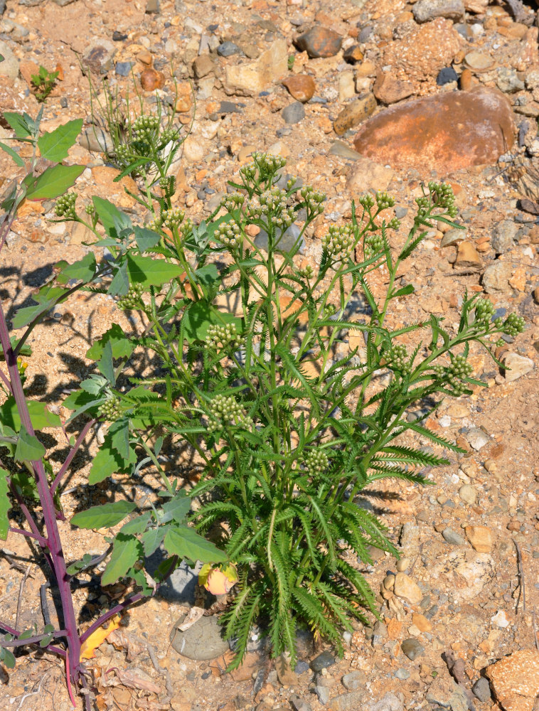 Image of Achillea alpina specimen.