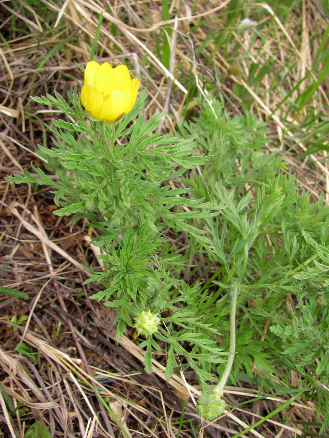 Image of Adonis villosa specimen.