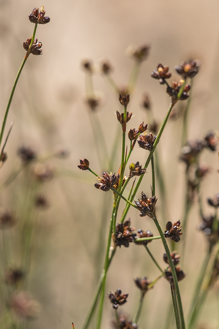 Изображение особи Juncus alpino-articulatus.