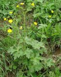 genus Ranunculus. Цветущее растение. Азербайджан, Ярдымлинский р-н. 14.04.2010.