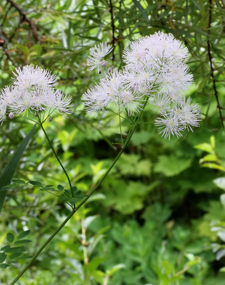 Image of Thalictrum aquilegiifolium specimen.