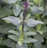 Salvia nemorosa