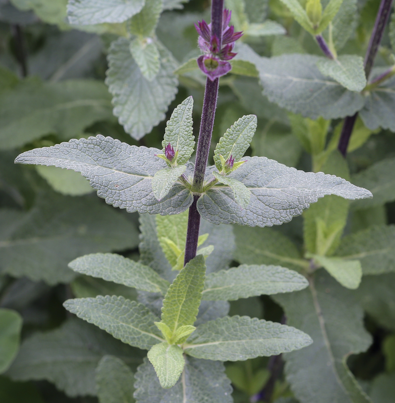 Изображение особи Salvia nemorosa.