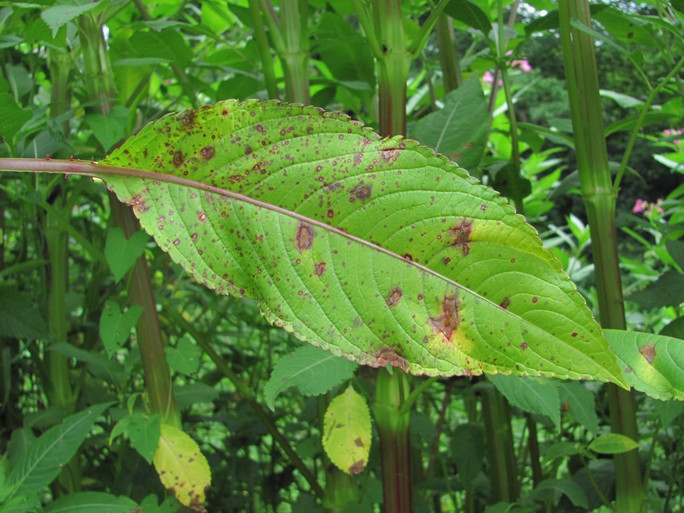 Image of Impatiens glandulifera specimen.