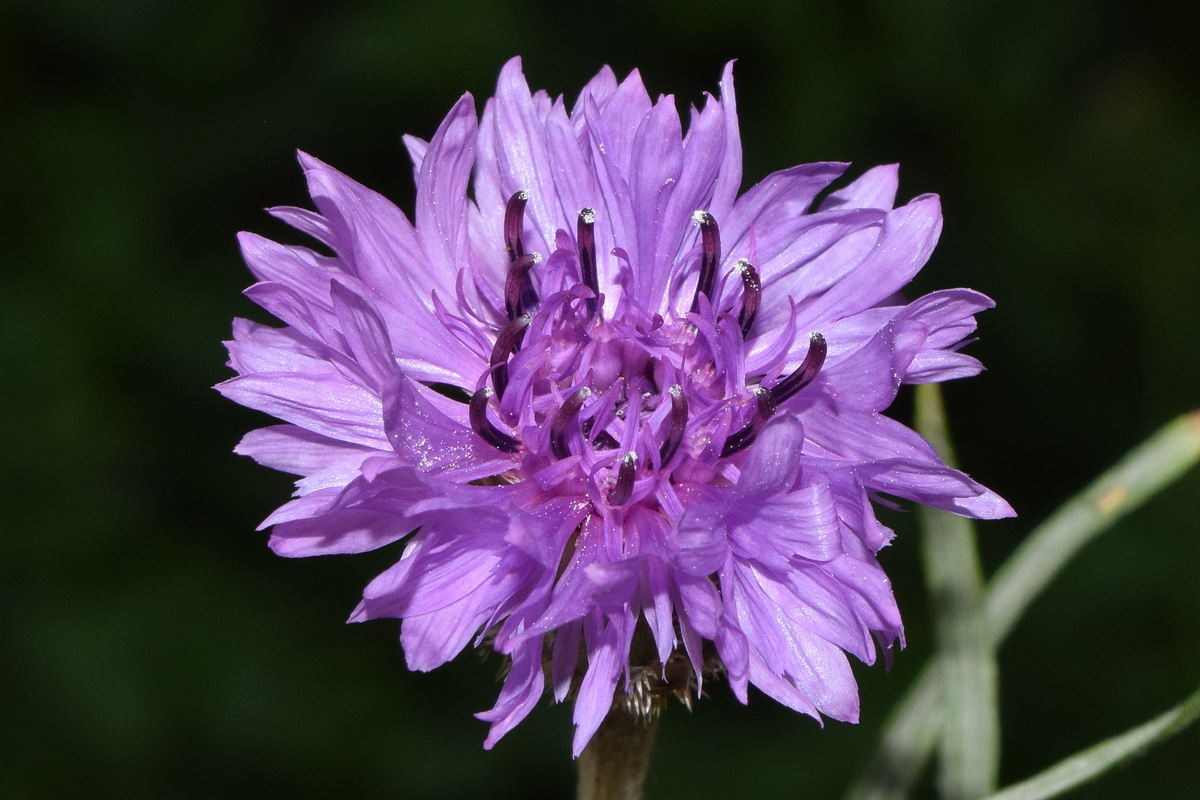 Изображение особи род Centaurea.