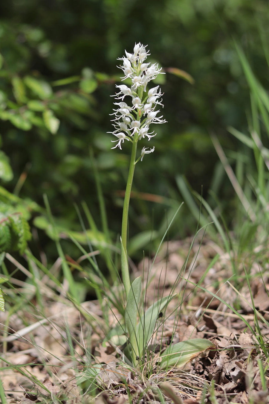 Image of Orchis simia specimen.