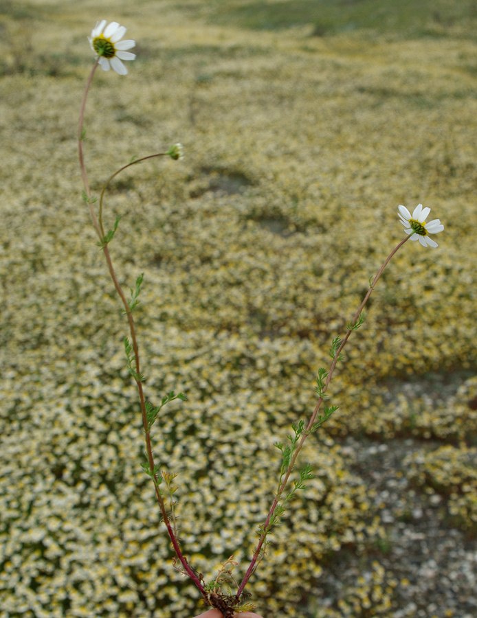 Image of genus Tripleurospermum specimen.