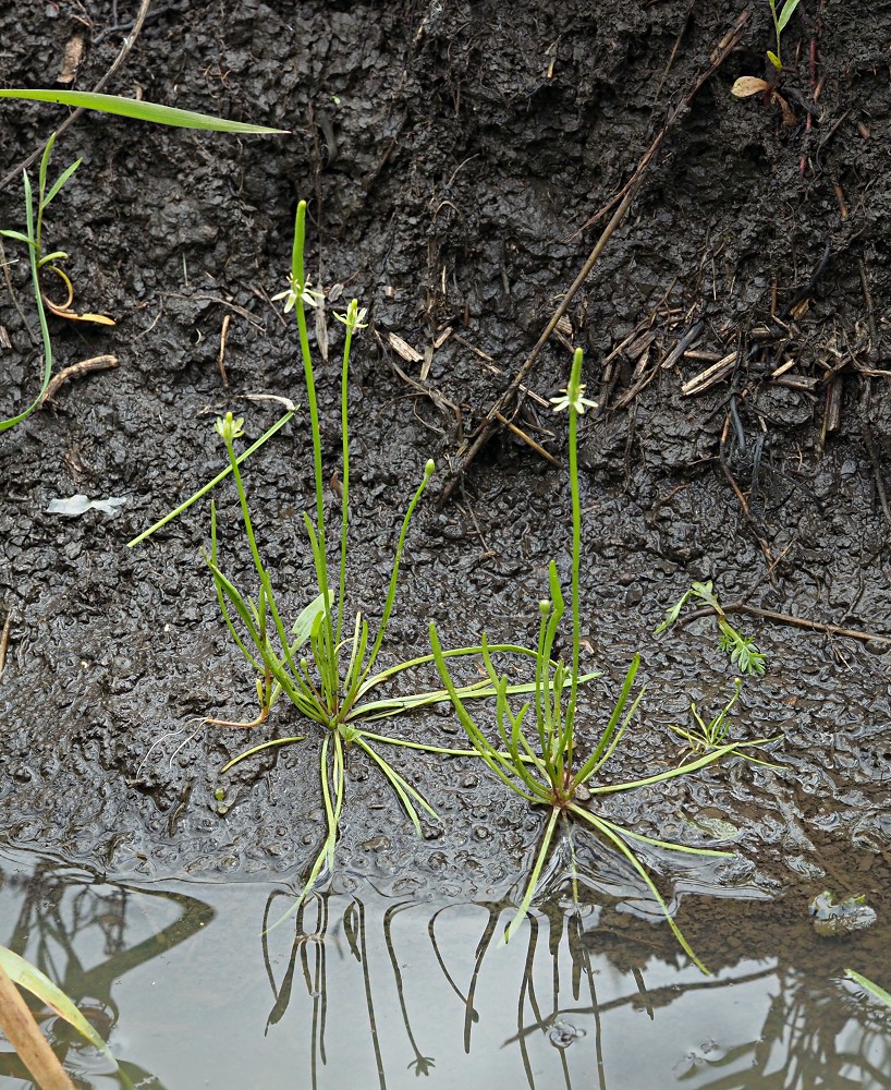 Image of Myosurus minimus specimen.