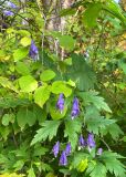 Aconitum consanguineum