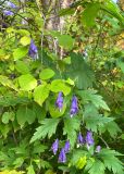 Aconitum sczukinii