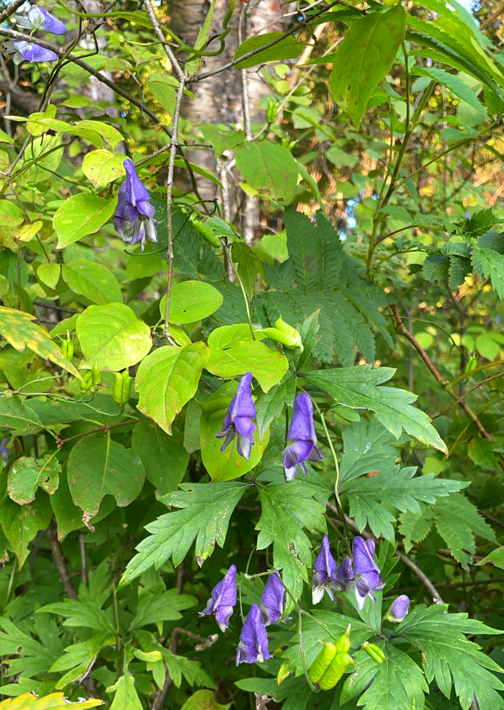 Изображение особи Aconitum sczukinii.