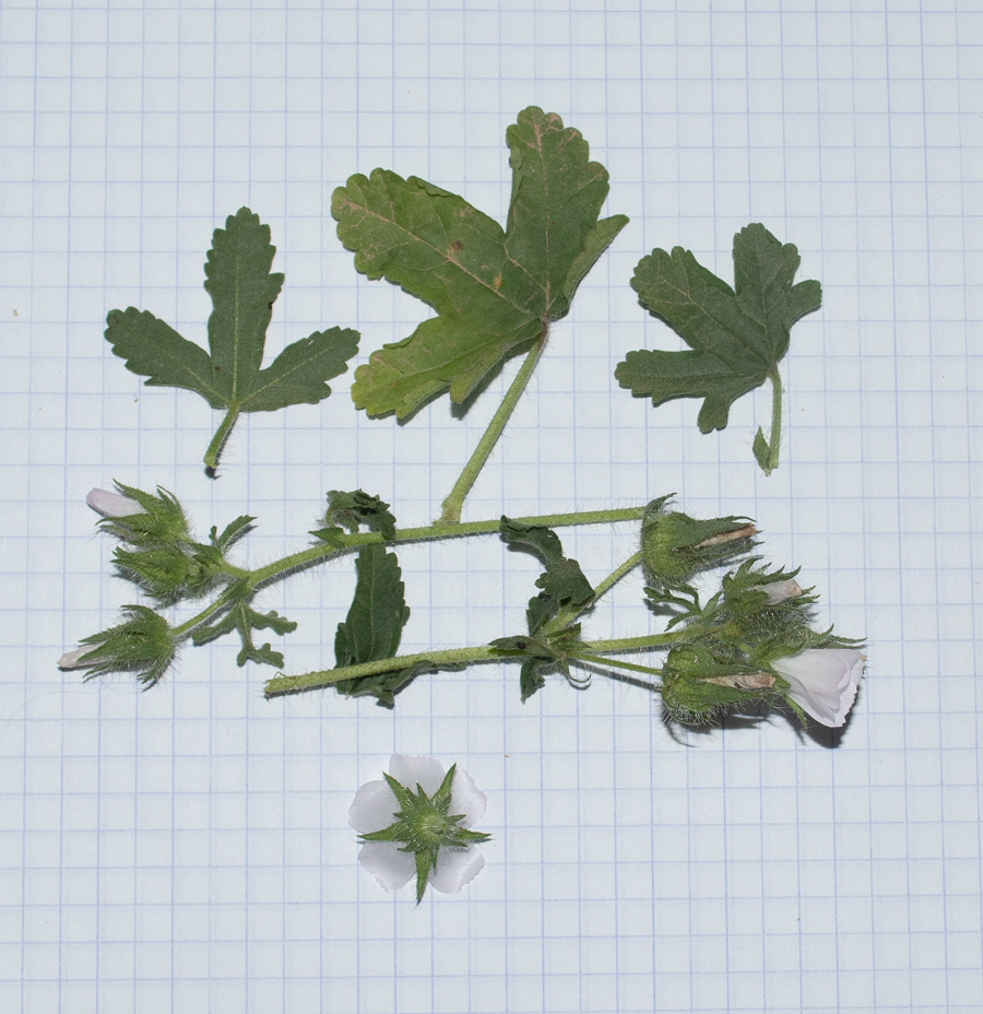 Image of Malva setigera specimen.