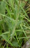 Hesperis voronovii