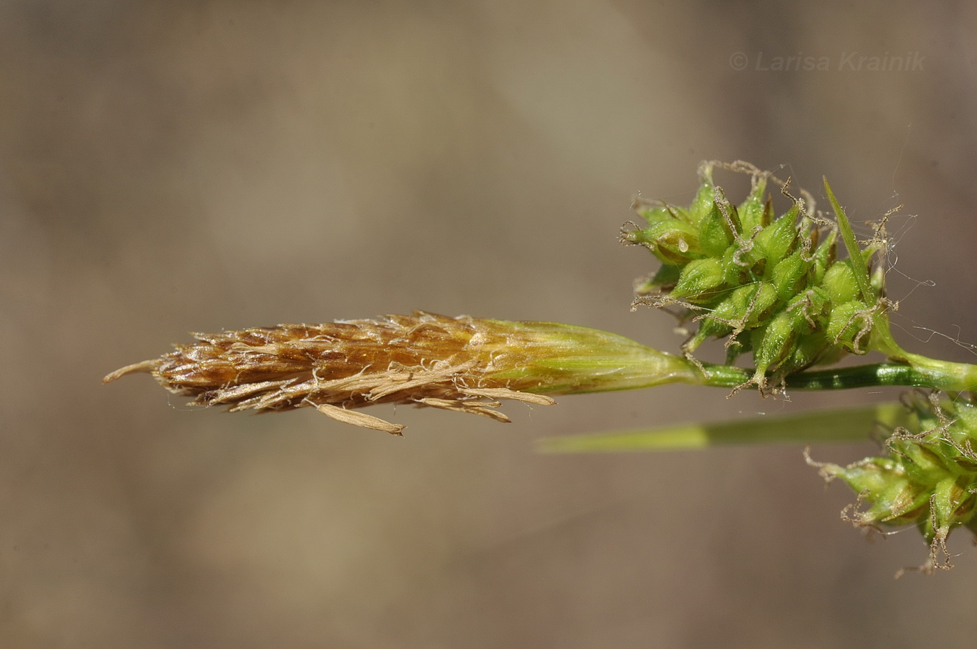 Image of Carex pseudosabynensis specimen.